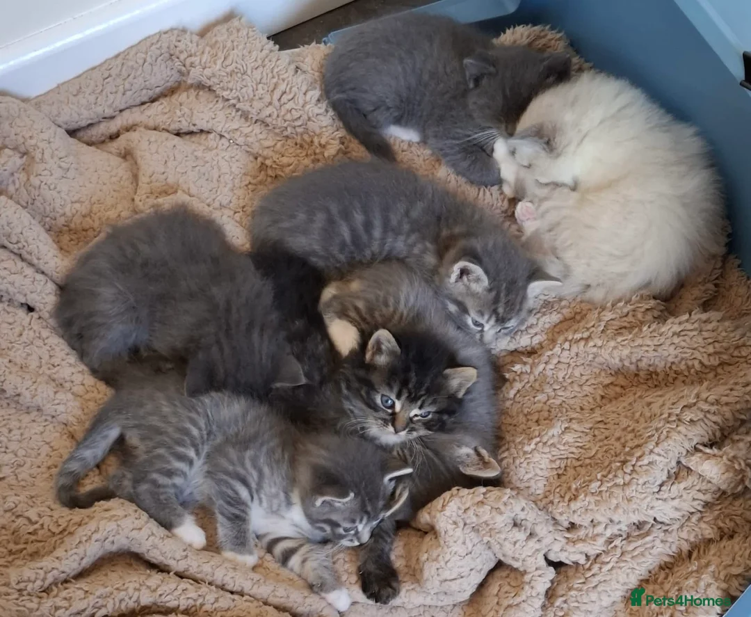 Ragdoll cats for sale: Half ragdoll kittens - Advert 2