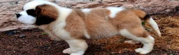 Saint Bernard dogs for sale: REDUCED Show Quality Saint Bernard's  - Advert 8