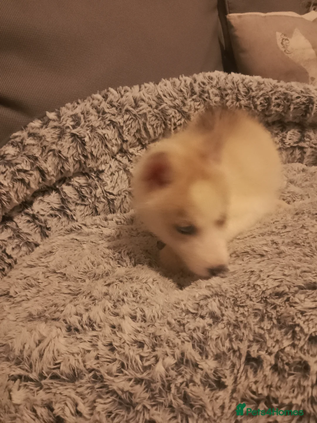 Siberian Husky dogs for sale: Stunning Blue-Eyed Siberian Husky Puppies - Advert 5