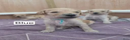 Labradoodle dogs for sale: Multigeneration Labradoodle Backcross - Advert 17