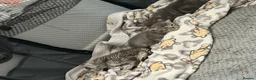 British Shorthair cats for sale: British shorthair /russian blue kittens  - Advert 28