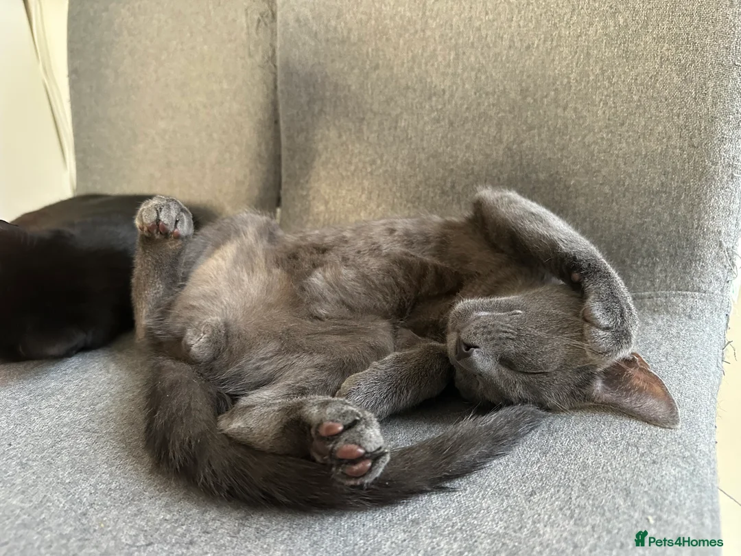 Mixed Breed cats for sale: Stunning grey kitten - Advert 4