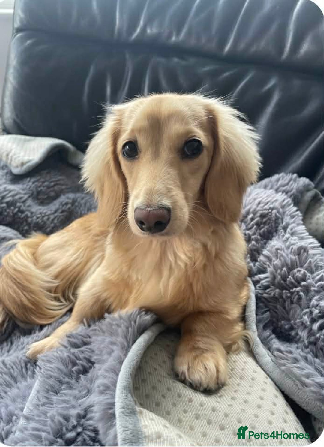 Miniature Dachshund dogs for sale: English cream longhair miniature daschound  - Advert 2