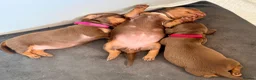 Miniature Dachshund dogs for sale: Chocolate & tan short hair miniature dachshund  - Advert 6