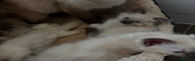 Ragdoll 4