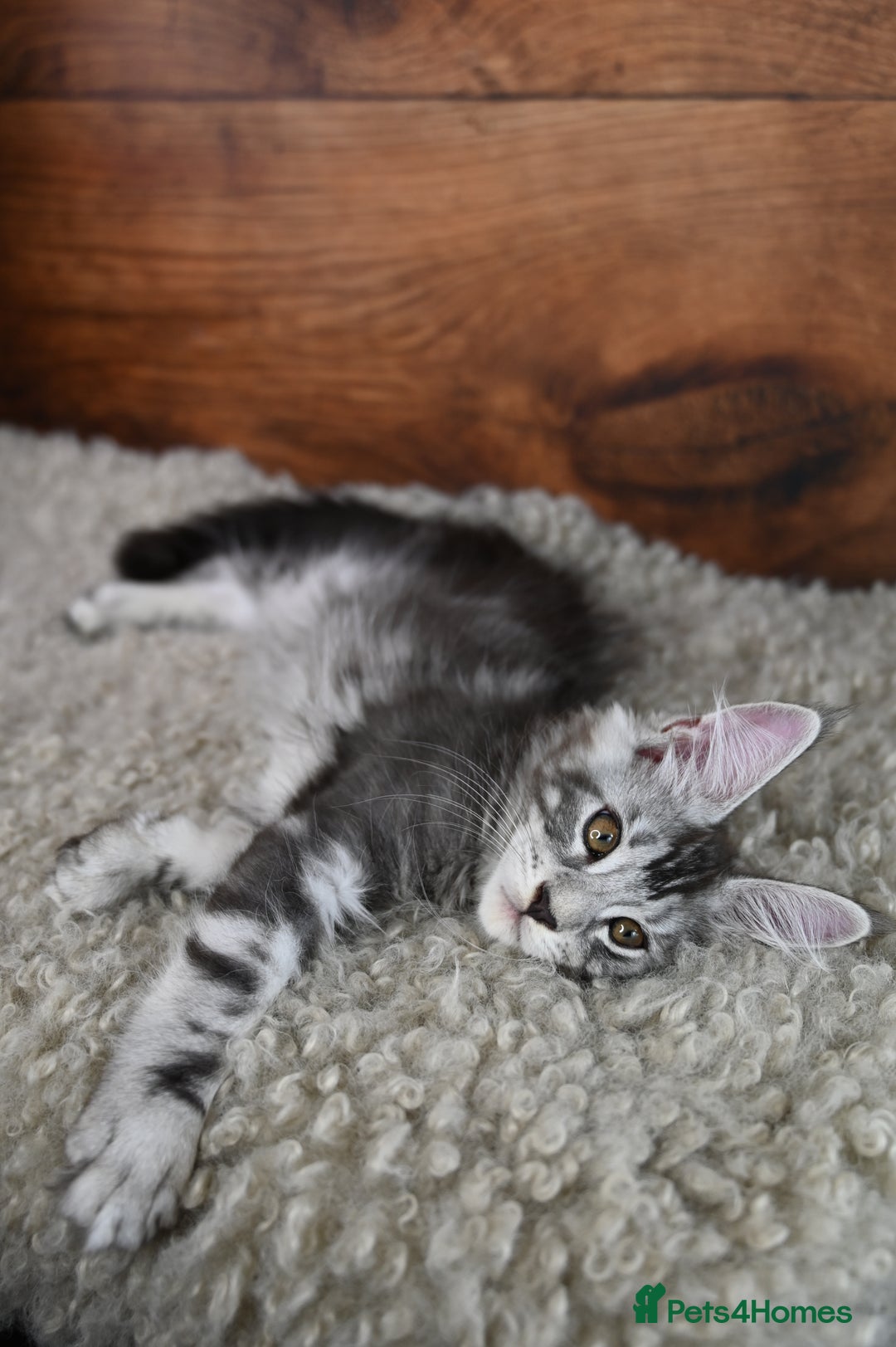 Maine Coon cats for sale: 👑 6 Majestic, health tested Kittens- TICA reg 🧬 - Image 18