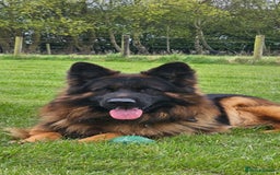 German Shepherd dogs for sale: Beautiful girl available  - Image 8