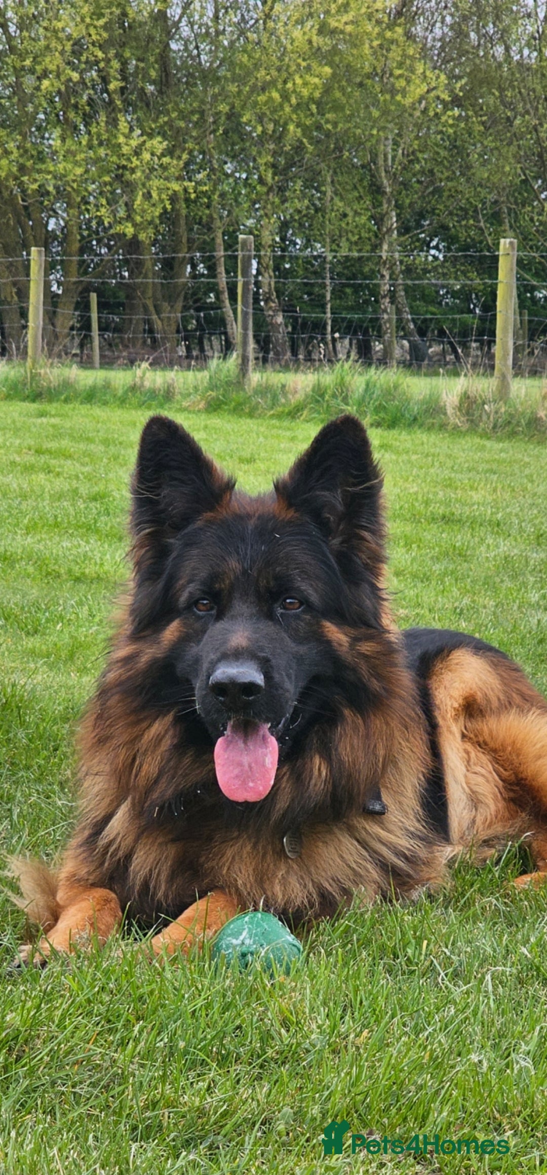 German Shepherd dogs for sale: Beautiful girl available  - Image 8