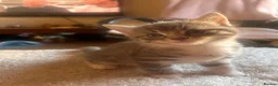 Mixed Breed cats for sale: Mixed bengal - Advert 10