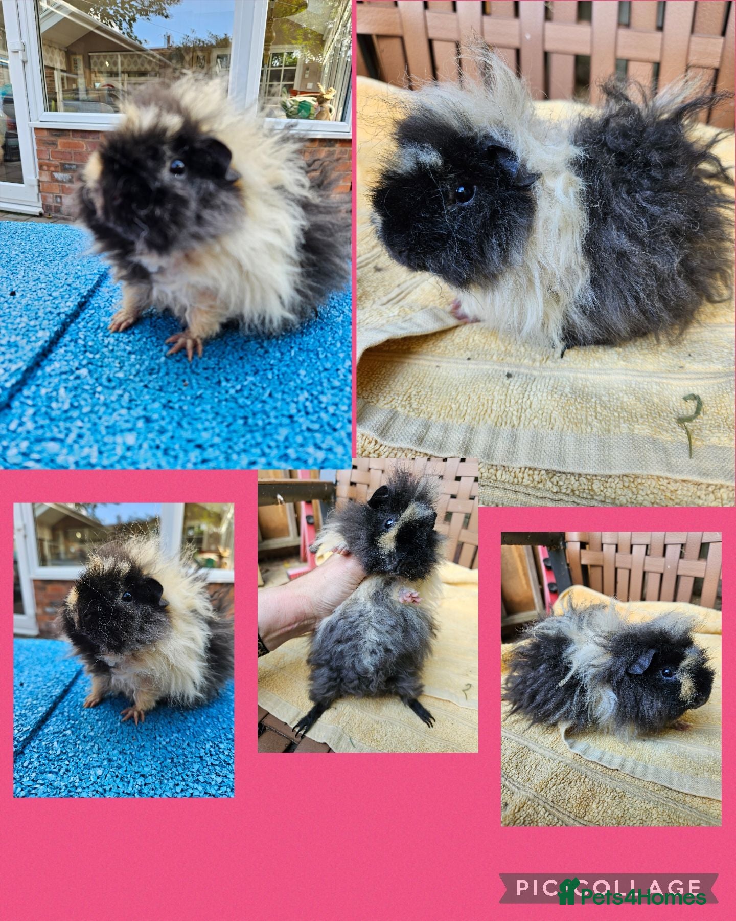 Guinea Pig rodents Minipli sow guinea pig - very sweet - Advert 1