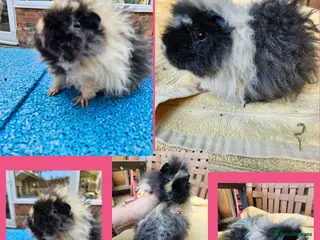 Guinea Pig rodents Minipli sow guinea pig - very sweet - Advert 1