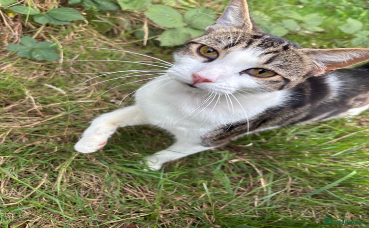 Domestic Shorthair cats - Advert 17