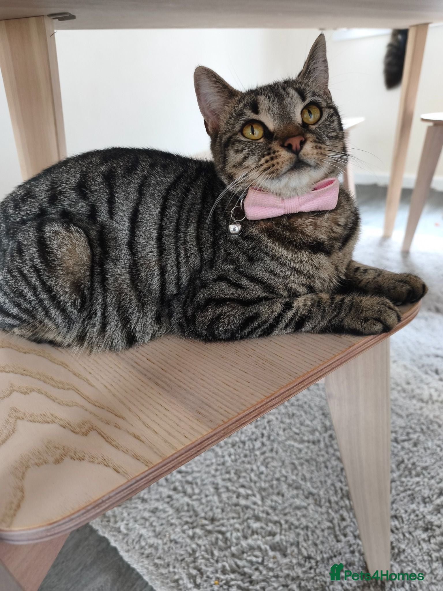 Mixed Breed cats Gorgeous British Shorthair Mix Kittens - Advert 2