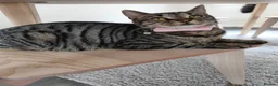 Mixed Breed cats for sale: Gorgeous British Shorthair Mix Kittens - Advert 2