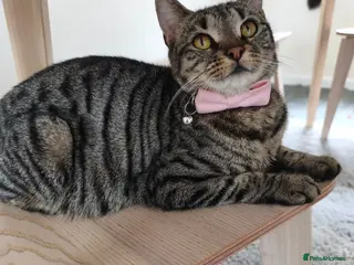 Mixed Breed cats Gorgeous British Shorthair Mix Kittens - Advert 2