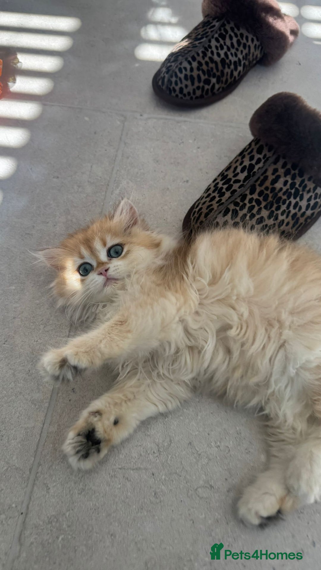 British Longhair cats for sale: STUNNINGLY BEAUTIFUL RARE GOLDEN BRITISH LONGAHIR  - Image 6