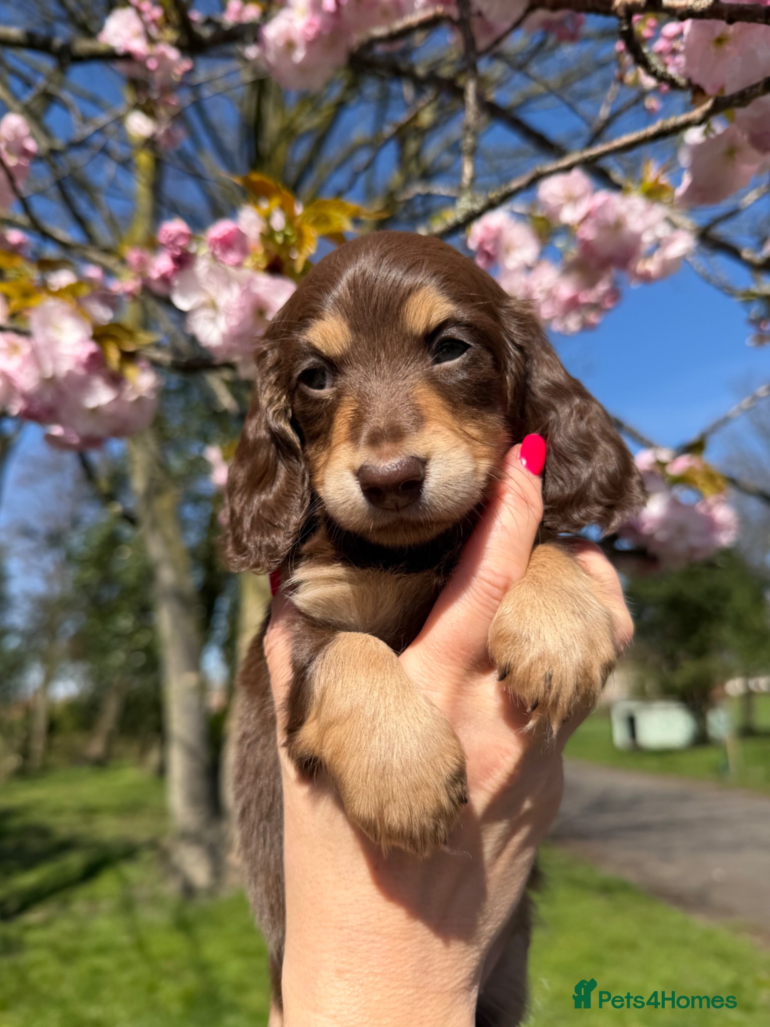 Miniature Dachshund dogs  Chocolate long hair dapples  - Advert 15