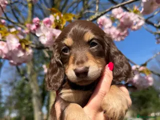 Miniature Dachshund dogs Chocolate long hair dapples - Advert 3