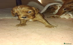 Cockalier dogs for sale: Cockerliers  f1 health tested parents - Image 8