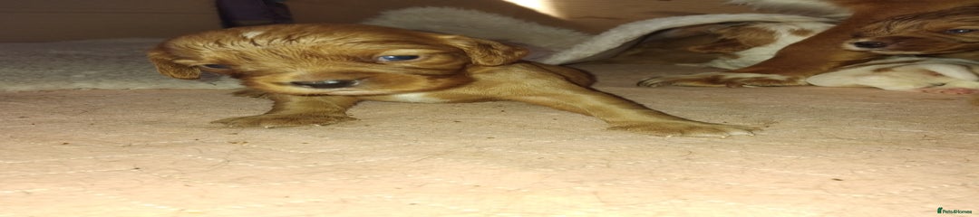 Cockalier Puppy 7