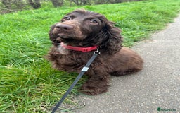 Cocker Spaniel dogs for sale: Cocker spaniel  - Image 2