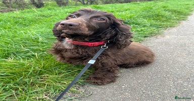 Cocker Spaniel dogs - Advert 8