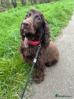 Cocker Spaniel dogs - Advert 10