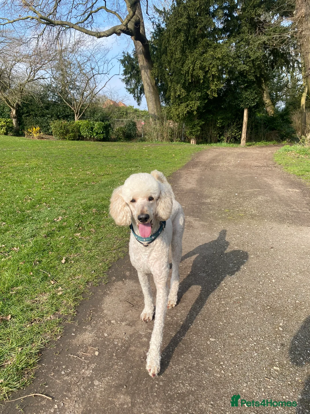 Standard Poodle dogs for stud: Apricot / white 4 year old poodle - Advert 2