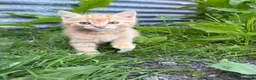 Domestic Shorthair cats for sale: 4 kittens ready to go now  - Advert 10