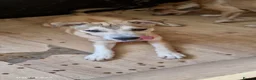 Mixed Breed dogs for sale: 2 beautiful happy boys need a new adventure - Advert 12