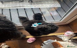 Mixed Breed dogs for sale: Shih poo  - Image 10