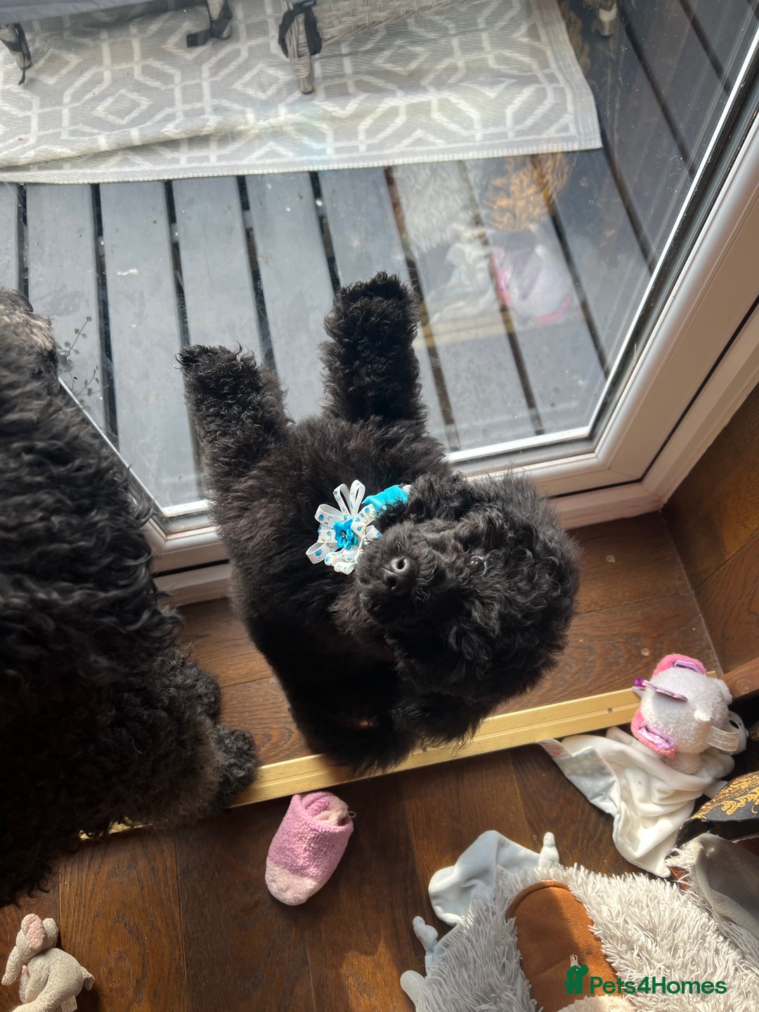 Mixed Breed dogs for sale: Shih poo  - Image 10