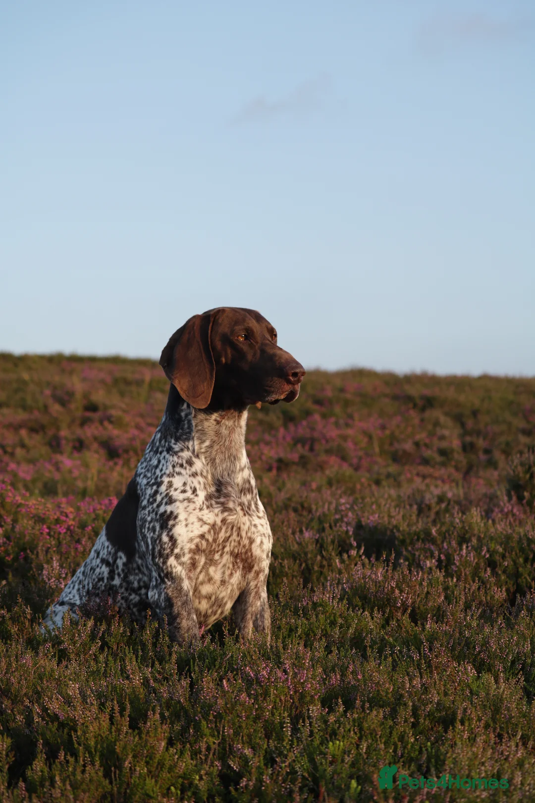 German Shorthaired Pointer dogs for stud: Excellent example Gsp kc and health tested. STUD in Lancaster - Advert 13