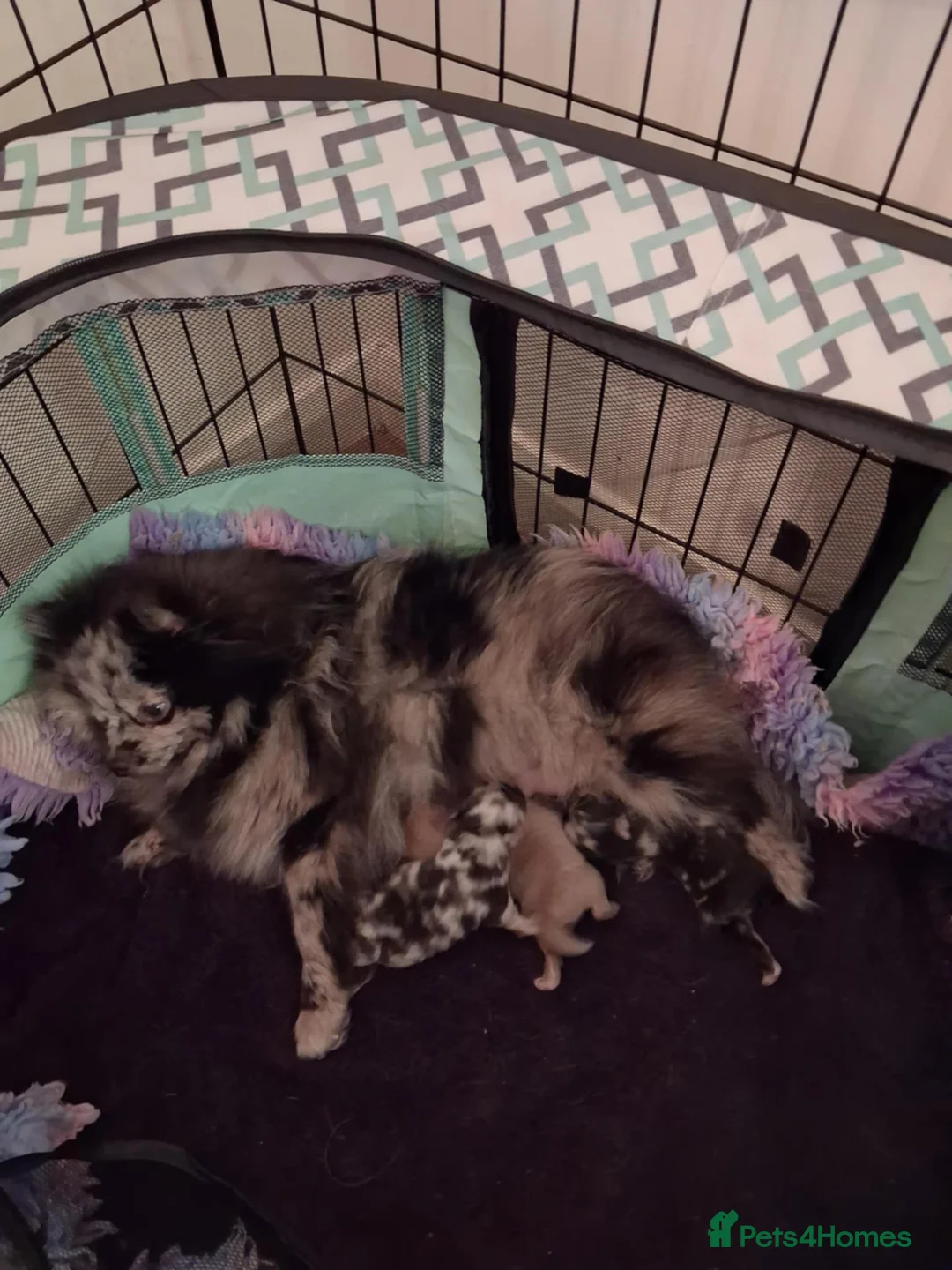 Pomeranian dogs for sale: EXQUISITE POMERANIAN PUPPIES (READY TO LEAVE) - Advert 16