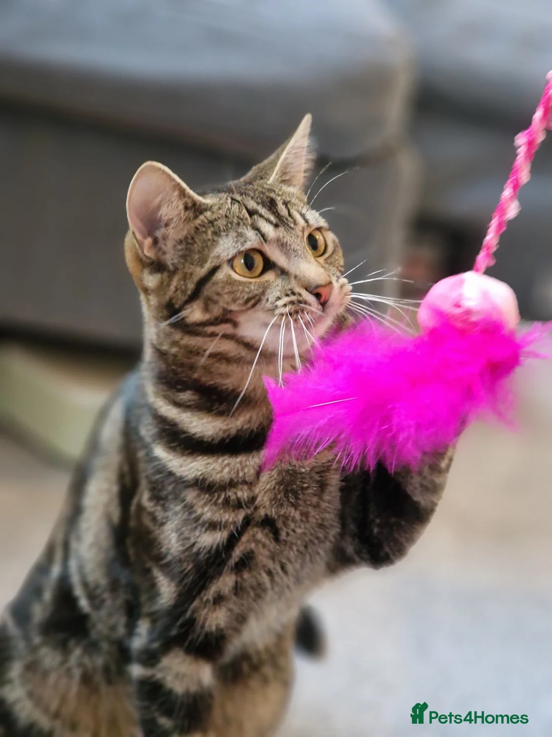 Domestic Shorthair cats for sale: Charlie💗  - Advert 2