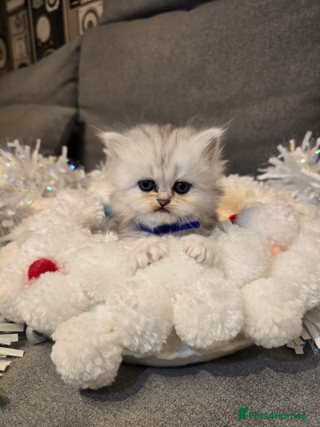 Persian cats for sale: Persian fluffy angels - Advert 2