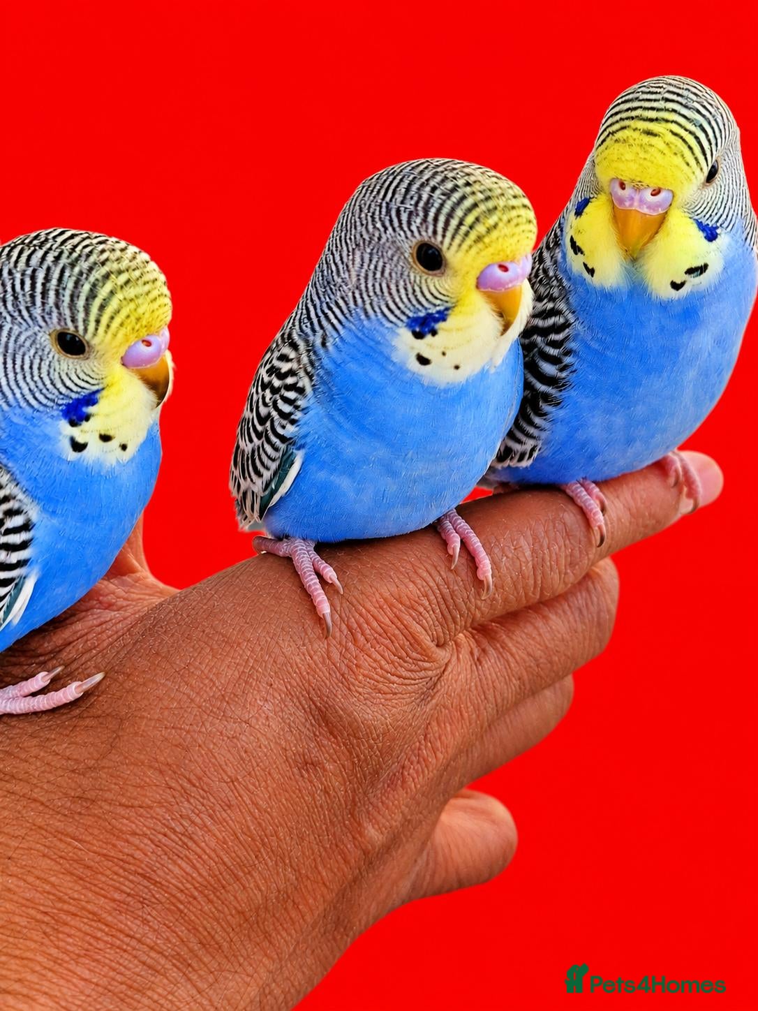Budgerigars birds Super silly hand tamed baby budgies  - Advert 14