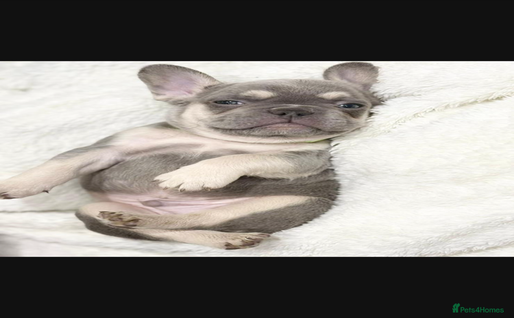 French Bulldog dogs - Advert 1