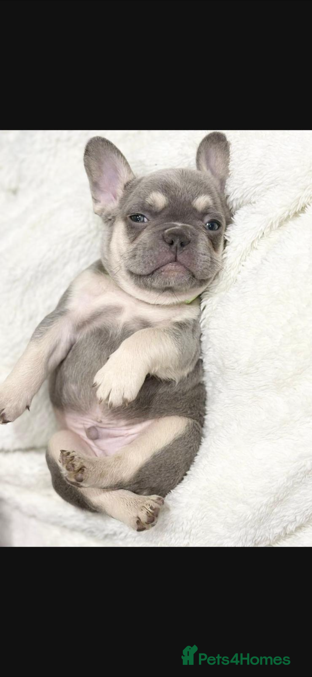 French Bulldog dogs for sale: French bulldog puppies  - Image 1