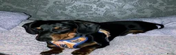 Dachshund dogs for sale: Puppies  - Advert 3