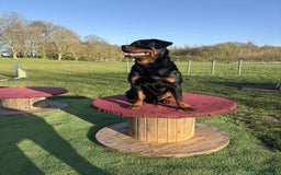Rottweiler dogs for sale: Beautiful Male Rottweiler  - Image 2