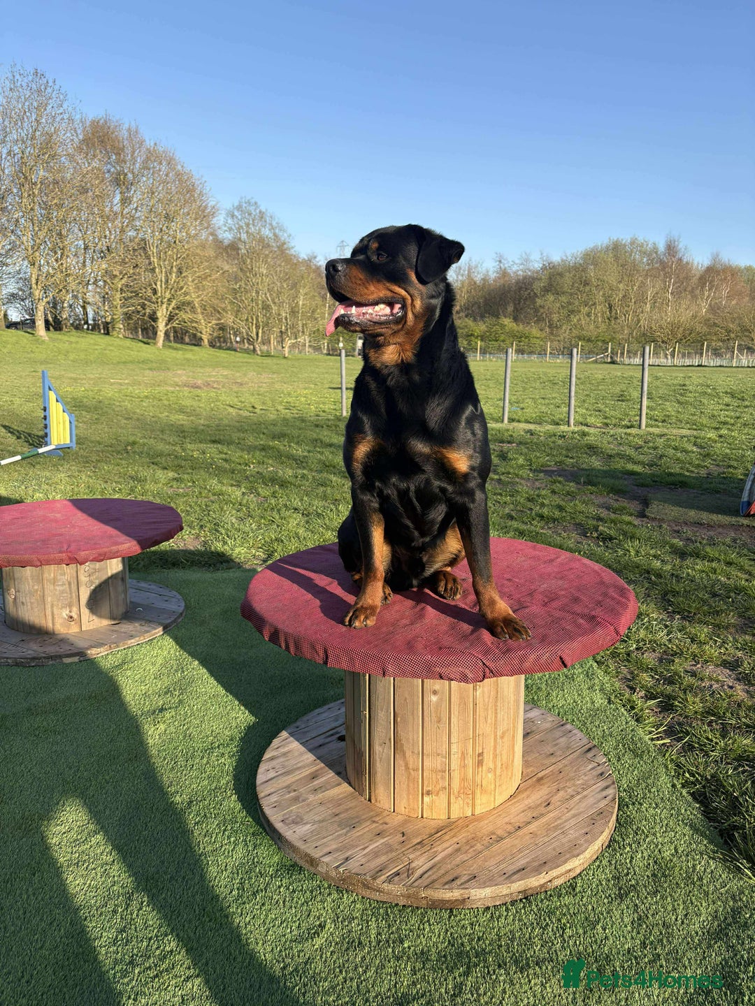 Rottweiler dogs for sale: Beautiful Male Rottweiler  - Image 2