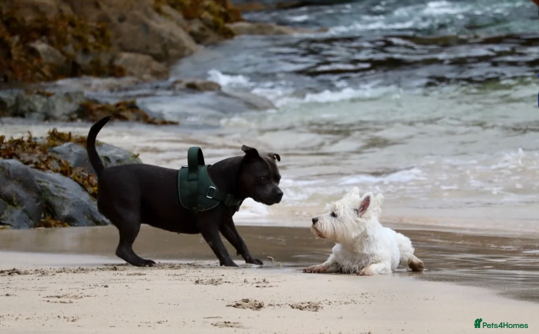 Staffordshire Bull Terrier dogs for sale: Only 1 available ; Blue Staffordshire bullterrier - Advert 7