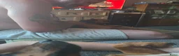 Mixed Breed dogs for sale: Chihuahua x russel - Advert 3