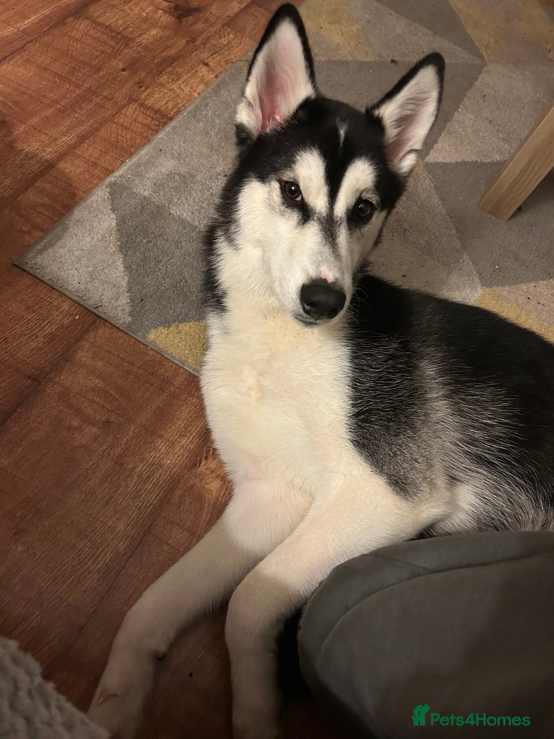 Siberian Husky dogs for sale: Siberian husky 9 months old  - Image 3
