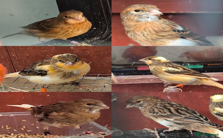 Canaries birds - Advert 16