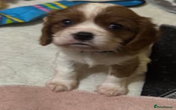 Cavalier King Charles Spaniel dogs for sale: King Charles cavalier 1 boy left!  - Image 9