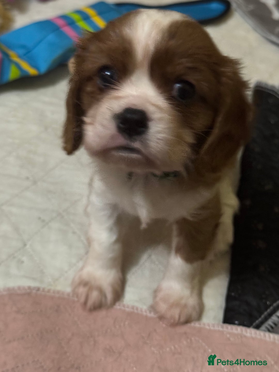 Cavalier King Charles Spaniel dogs for sale: King Charles cavalier 1 boy left!  - Image 9