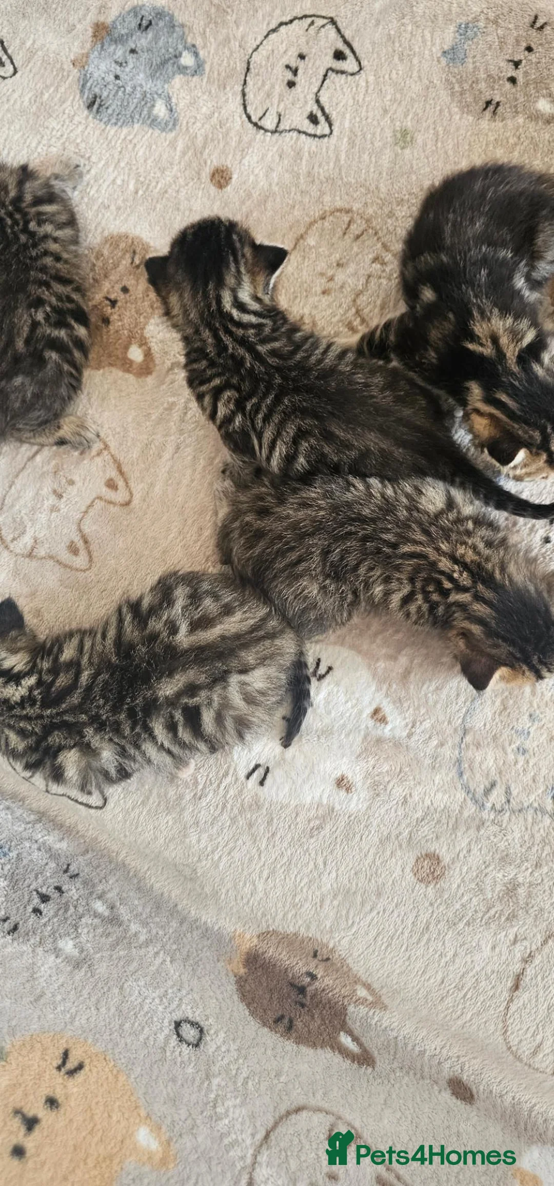 Bengal cats for sale: Beautiful Bengal Mix Kittens - Advert 9