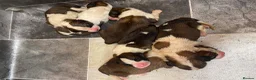 Saint Bernard dogs for sale: Saint Bernard‘s puppies - Advert 10